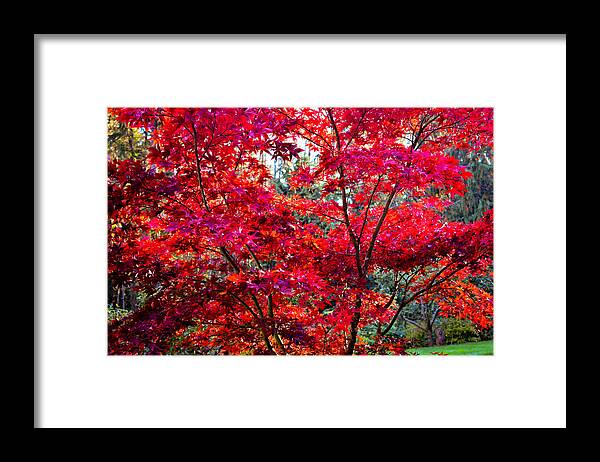 Autumn Framed Print featuring the photograph Autumn Aflame by Ronda Broatch