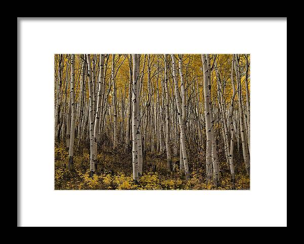 Trees Framed Print featuring the photograph Autumn Aspen by Erika Fawcett
