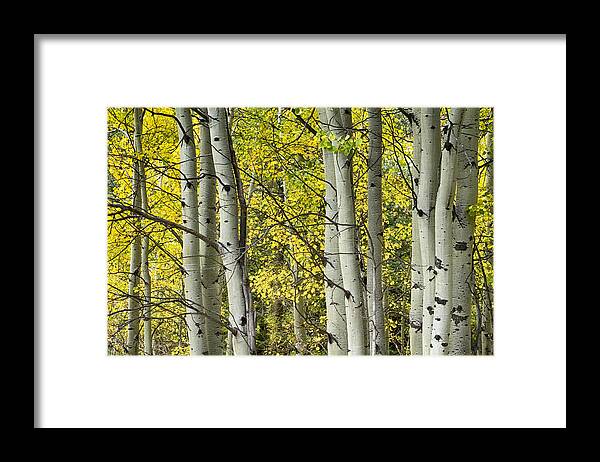 Autumn Framed Print featuring the photograph Autumn Aspen Tree Trunks In Their Glory by James BO Insogna