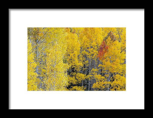 Aspens Framed Print featuring the photograph Flagstaff Fall Color #3 by Tam Ryan