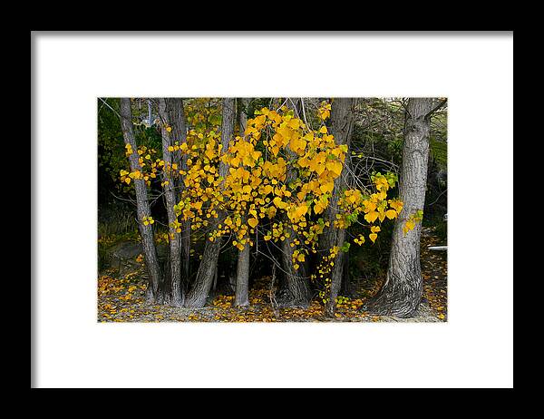 Autumn Framed Print featuring the photograph Autumn breakout by Jenny Setchell