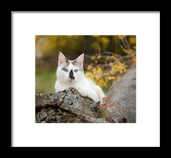 Autumn Framed Print featuring the photograph Autumn Cat by Theresa Tahara