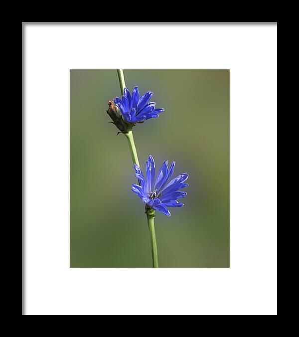 Chickory Framed Print featuring the photograph Autumn Chickory by Lara Ellis