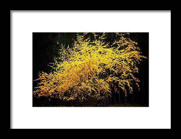 Abstract Framed Print featuring the photograph Autumn colors 4 by Newel Hunter