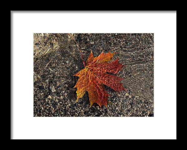 Georgia Mizuleva Framed Print featuring the photograph Autumn Colors and Playful Sunlight Patterns - Maple Leaf by Georgia Mizuleva