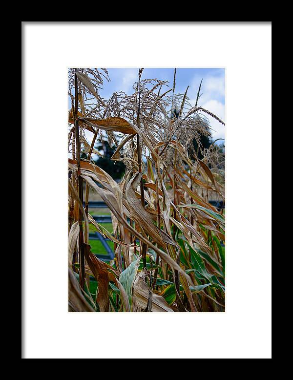 Cornstalk Framed Print featuring the photograph Autumn Corn by Tikvah's Hope