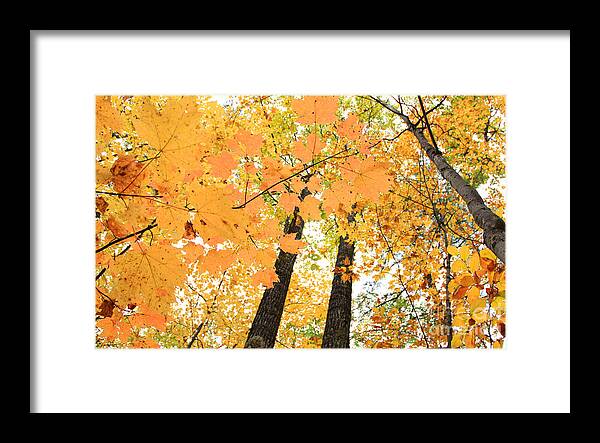 Fall In Nh Framed Print featuring the photograph Autumn Days by Mike Mooney