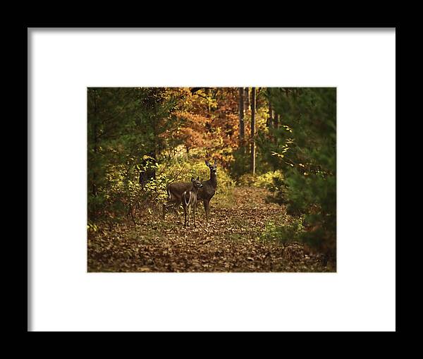Whitetail Doe Framed Print featuring the photograph Autumn Doe and Fawn by Thomas Young