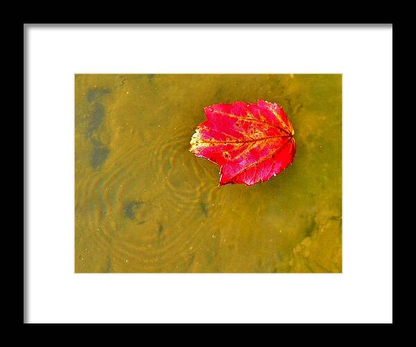  Framed Print featuring the photograph Autumn Floats by Hominy Valley Photography