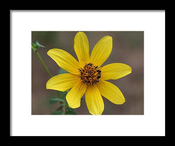 Macro Framed Print featuring the photograph Autumn Flower by Ester McGuire