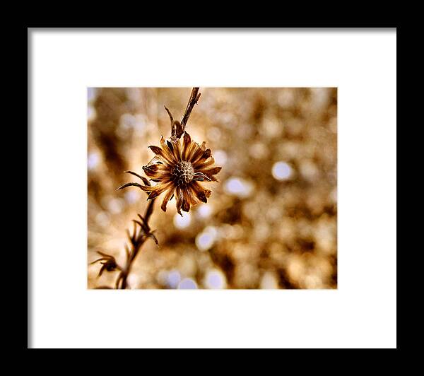 Macro Framed Print featuring the photograph Autumn Flower by Stephanie Hollingsworth