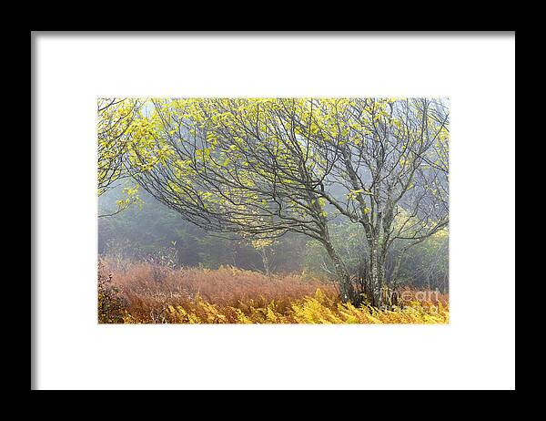 Autumn Framed Print featuring the photograph Autumn Fog Dolly Sods by Thomas R Fletcher