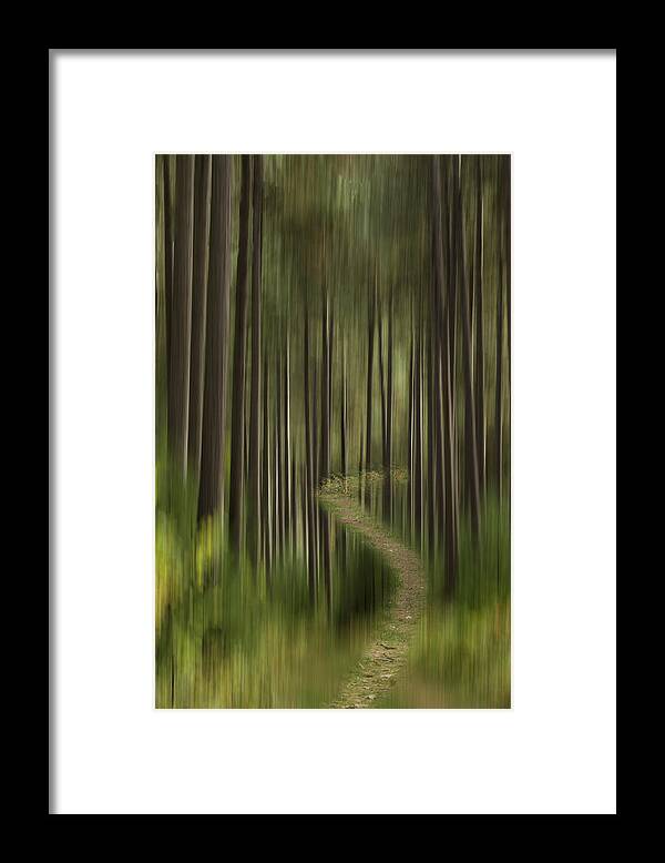 Forest Framed Print featuring the photograph Autumn Forest Abstract Version 1 by Thomas Young