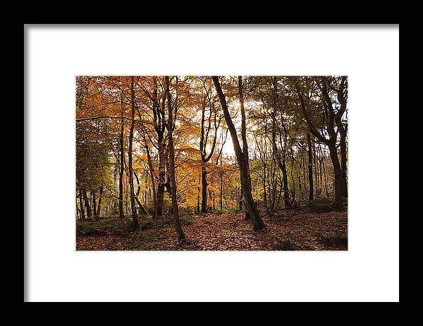 Autumn Framed Print featuring the photograph Autumn Forest by Kevin Askew