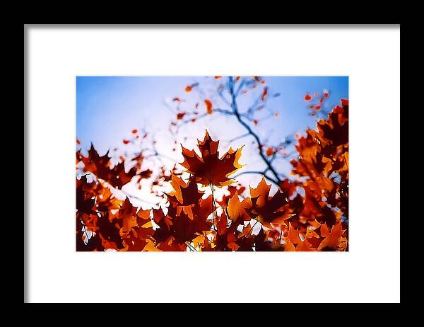 Maple Leaf Framed Print featuring the photograph Autumn Glow by SCB Captures