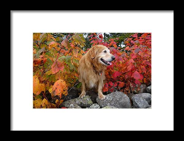 Golden Retriever Framed Print featuring the photograph Autumn Golden by Sandra Updyke