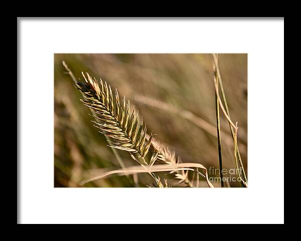 Grass Framed Print featuring the photograph Autumn Grasses by Linda Bianic