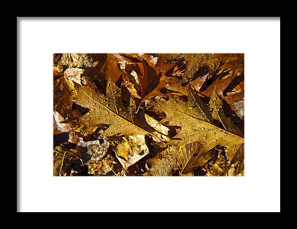 Leaf Framed Print featuring the photograph Autumn Groundcover by Owen Weber