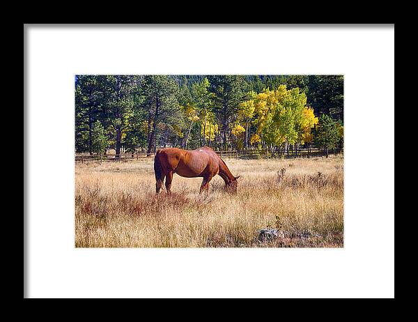 Autumn Framed Print featuring the photograph Autumn High Country Horse Grazing by James BO Insogna