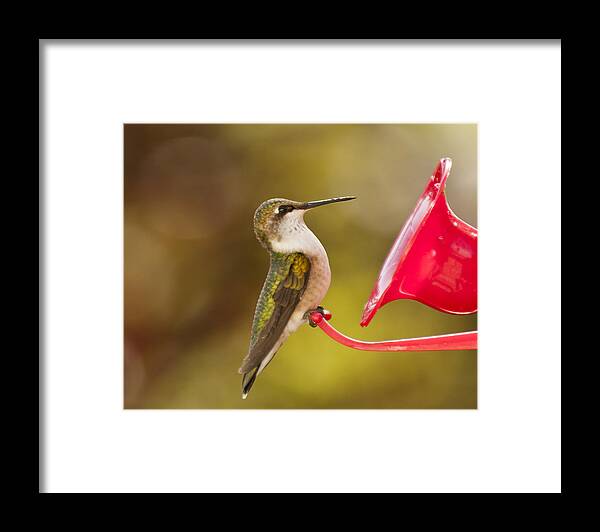 Hummingbird Framed Print featuring the photograph Autumn Hummingbird by Lara Ellis
