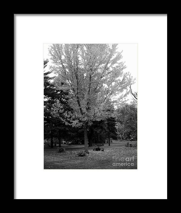 Autumn Framed Print featuring the photograph Autumn in Black and White by Frank J Casella