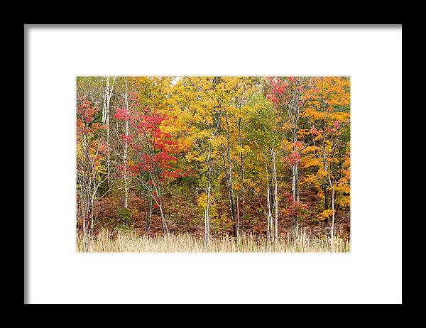 Autumn Framed Print featuring the photograph Autumn in Muskoka by Les Palenik