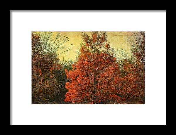 Trees Framed Print featuring the photograph Autumn in Texas by Joan Bertucci