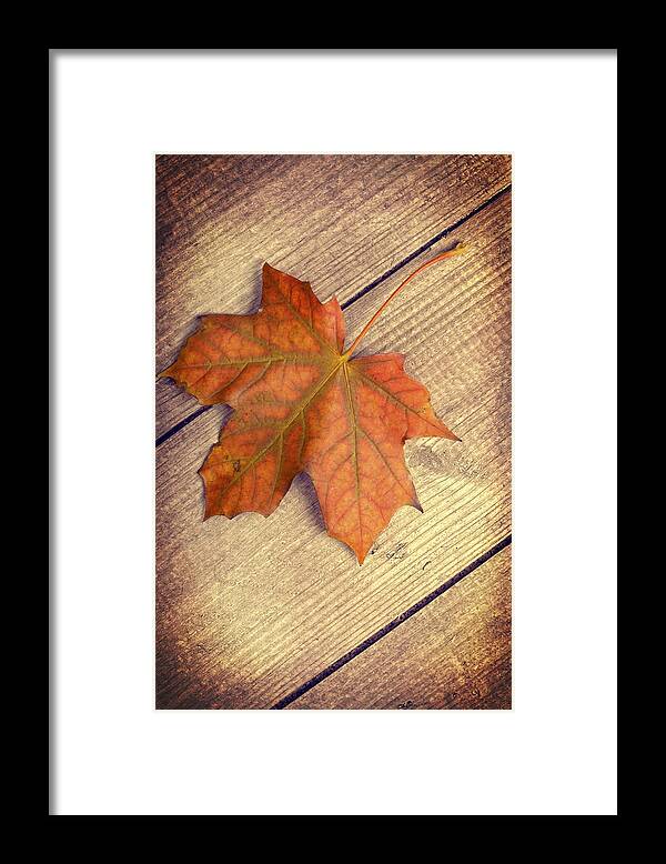 Autumn Framed Print featuring the photograph Autumn Leaf by Amanda Elwell
