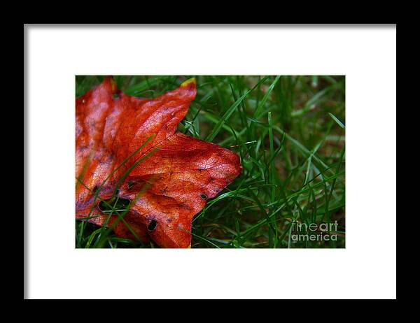 Landscape Framed Print featuring the photograph Autumn Leaf by Melissa Petrey