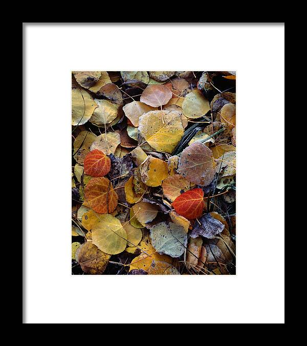 Landscape Framed Print featuring the photograph Autumn Leaf Puzzle by Paul Breitkreuz