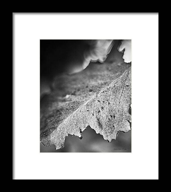 Autumn Framed Print featuring the photograph Autumn leaves B and W by Charles Muhle