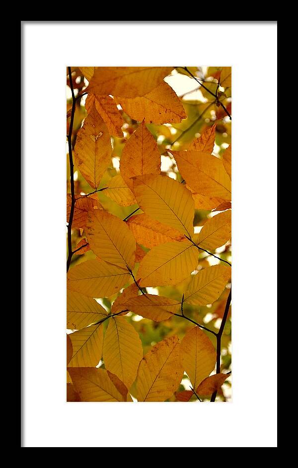 Autumn Framed Print featuring the photograph Autumn Leaves by Corinne Rhode