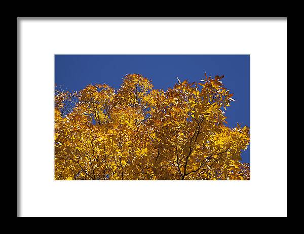 Autumn Framed Print featuring the photograph Autumn Leaves by Monroe Payne
