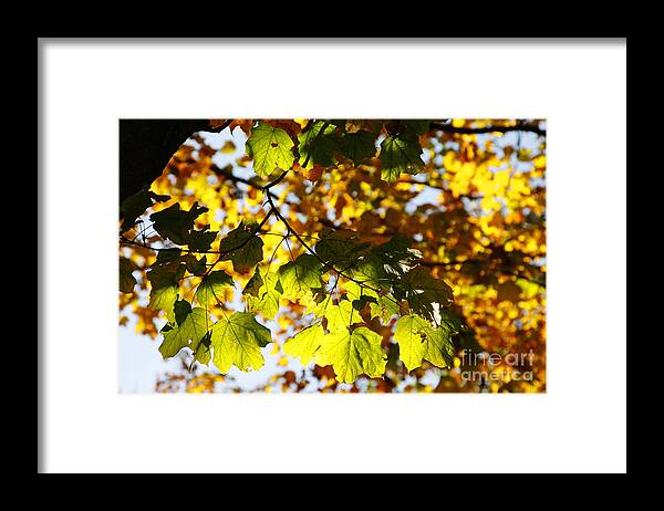 Leaf Framed Print featuring the photograph Autumn Light in Leaves by Lincoln Rogers