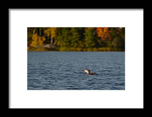 Flickr Explore Framed Print featuring the photograph Autumn Loon by Dan Hefle