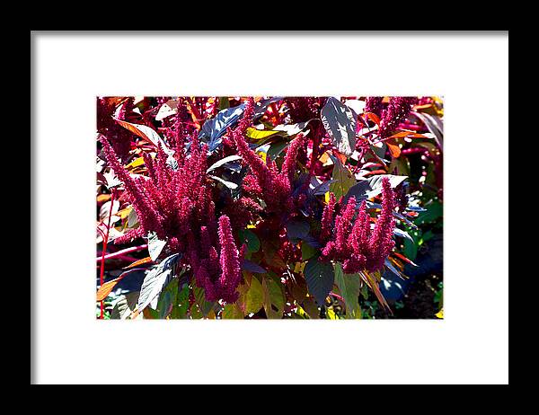 Flora Framed Print featuring the photograph Autumn Magenta Jewel Alstede Farm by Maureen E Ritter