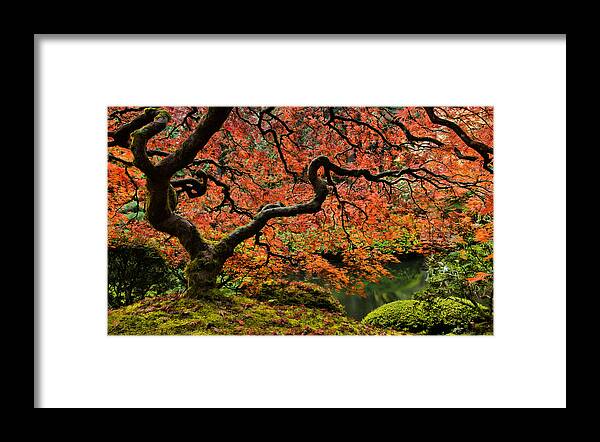 Asian Framed Print featuring the photograph Autumn Magnificence by Don Schwartz