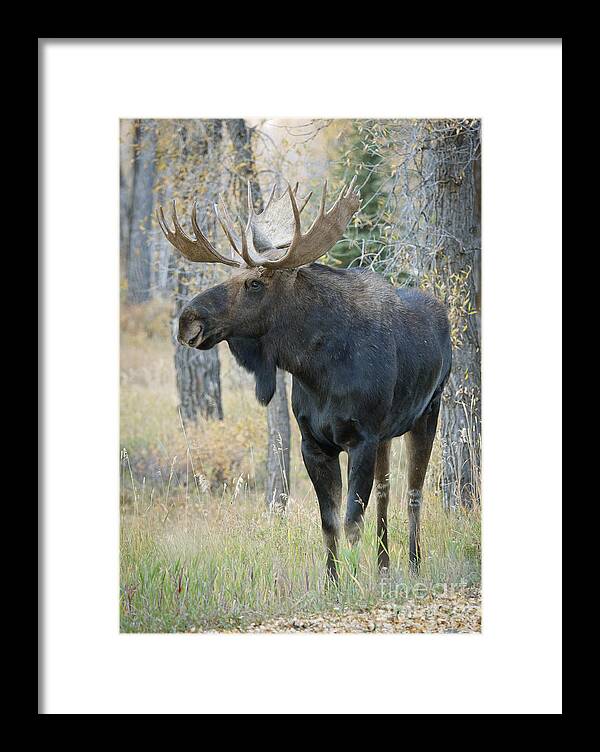 Nature Framed Print featuring the photograph Autumn Monarch by John Blumenkamp