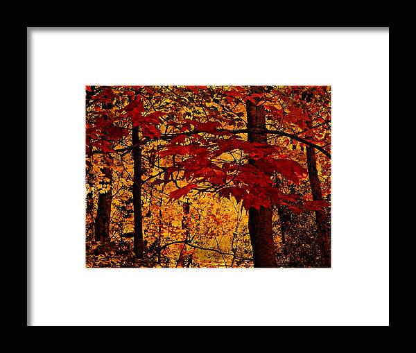 Autumn Fall Trees Forest Woodland Leaves Red Golden Light Textures Scenery Nature Framed Print featuring the photograph Autumn Mosiac by Dianne Lacourciere