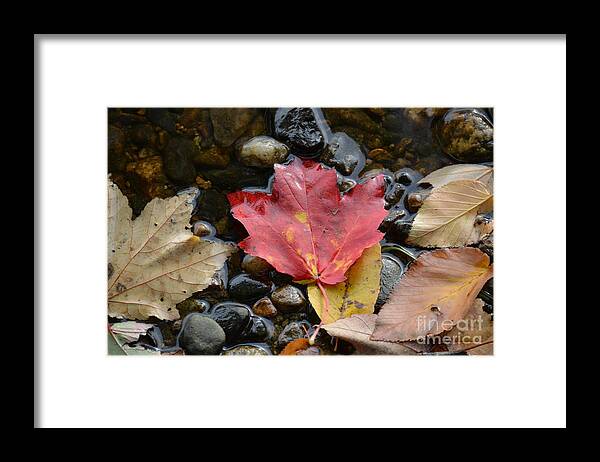 Leaves Framed Print featuring the photograph Autumn Nature by Tammie Miller
