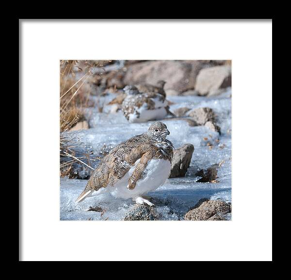 White-tailed Ptarmigan Framed Print featuring the photograph Autumn Plumage White-tailed Ptarmigan by Cascade Colors