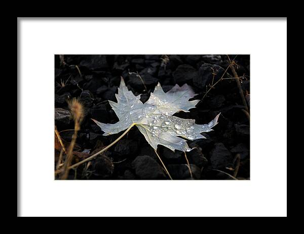 Backgrounds Framed Print featuring the photograph Autumn Rain by KATIE Vigil
