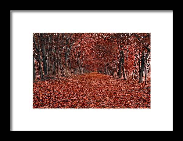 Autumn Framed Print featuring the photograph Autumn by Raymond Salani III