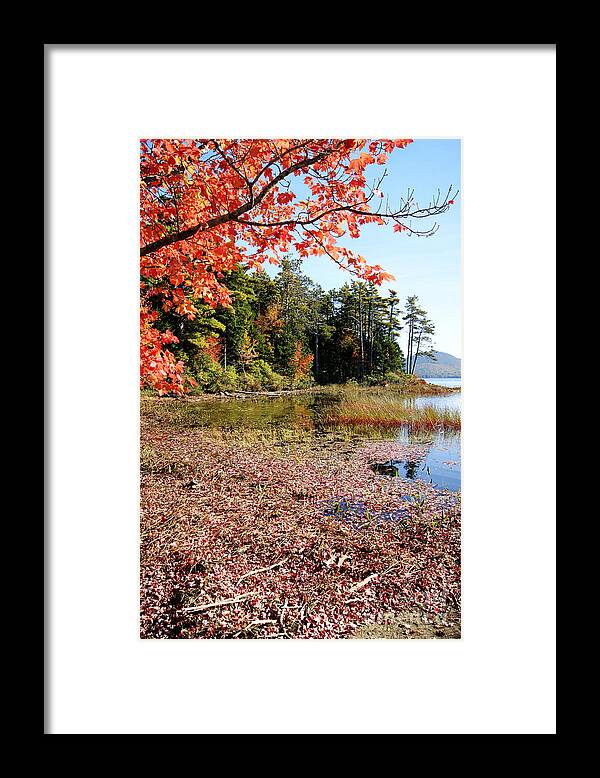 Autumn Framed Print featuring the photograph Autumn Red at Eagle Lake by David Birchall
