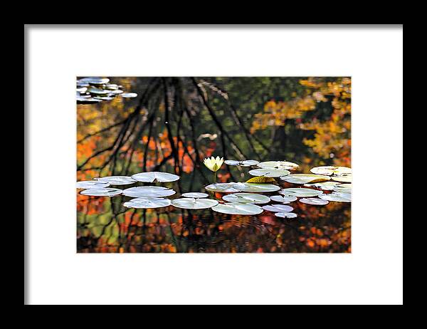 Pond Framed Print featuring the photograph Autumn Reflection by Katherine White