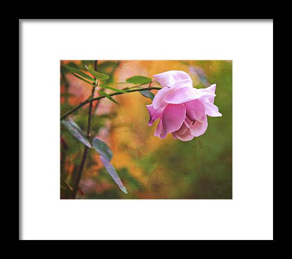 Rose Framed Print featuring the photograph Autumn Rose by Theresa Tahara