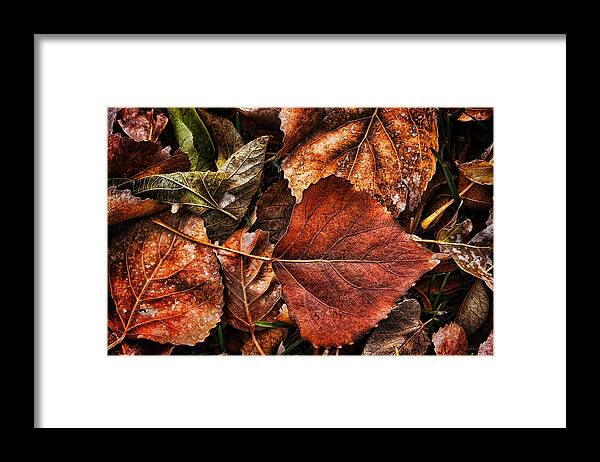 Autumn Framed Print featuring the photograph Autumn Rust by Steve Sullivan