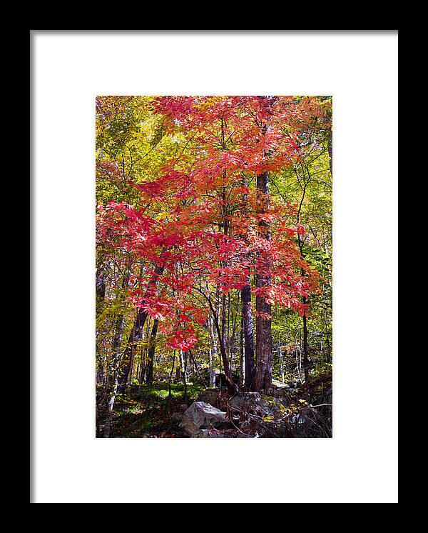 Woods Framed Print featuring the photograph Autumn Splender by Paul W Faust - Impressions of Light