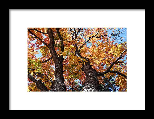 Tree Framed Print featuring the photograph Autumn Splendor by Ellen Tully