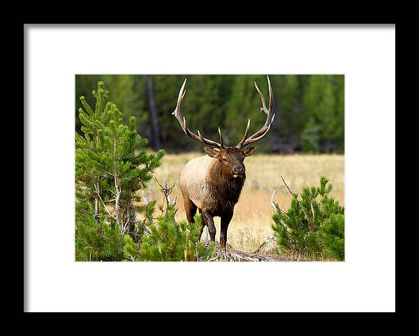 Elk Framed Print featuring the photograph Autumn Strut by Shari Sommerfeld